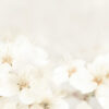 Stylized delicate background with small flowers 1136461807 3600x1788