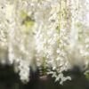 White wisteria shelf with a fluffy atmosphere 1342600311 2125x1416